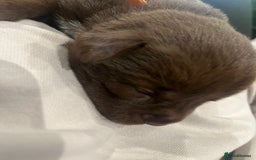 Mixed Breed dogs for sale: 🐾🐾🐾Siberian husky/french spaniel puppies 🐾🐾🐾 - Image 7