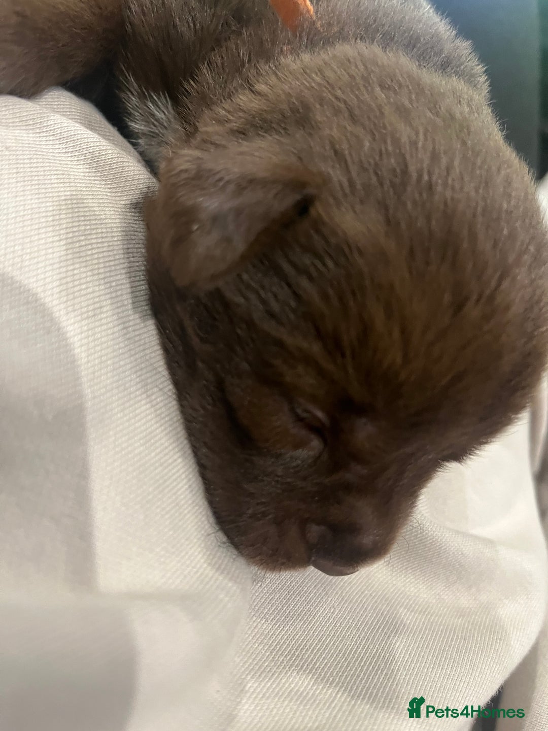 Mixed Breed dogs for sale: 🐾🐾🐾Siberian husky/french spaniel puppies 🐾🐾🐾 - Image 7