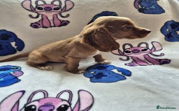 Cocker Spaniel dogs for sale: Working type cocker spaniels - last puppy! - Image 9
