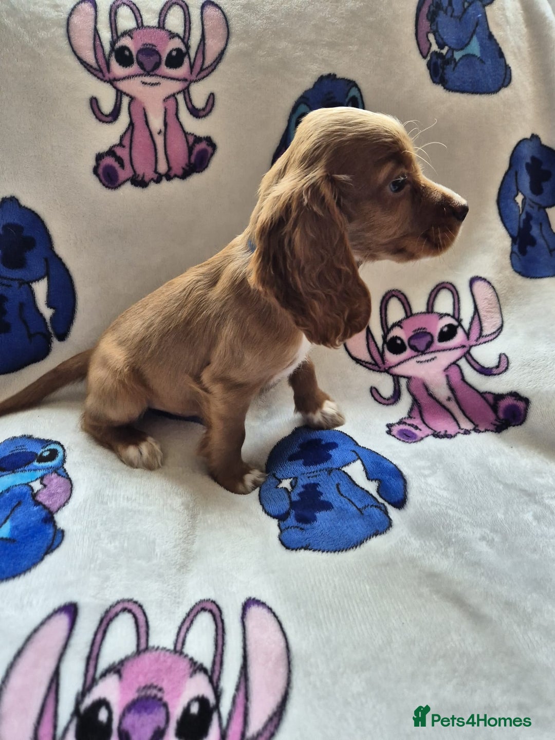Cocker Spaniel dogs for sale: Working type cocker spaniels - last puppy! - Image 9