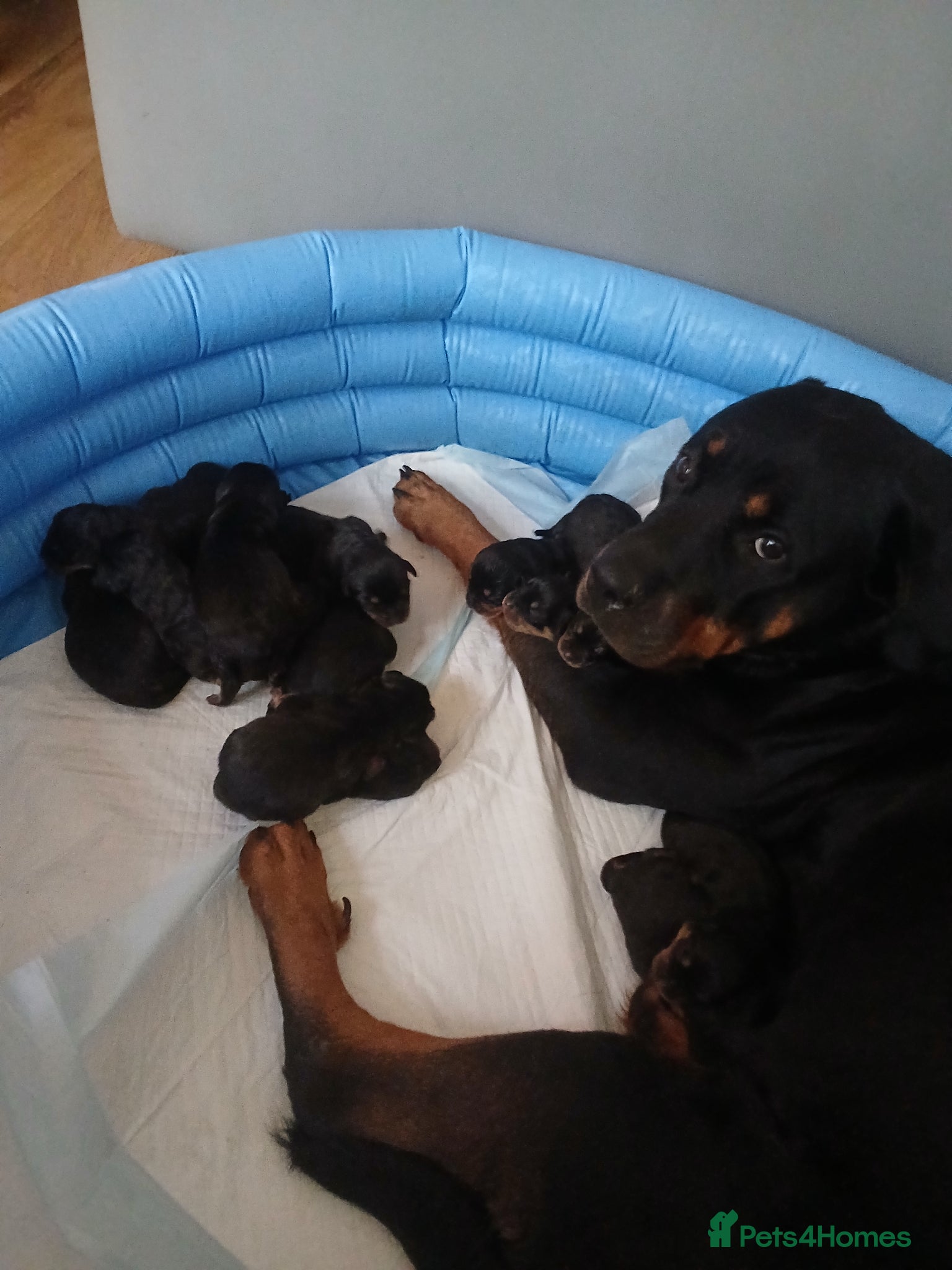 Rottweiler dogs Chunky Rottweiler puppies 🐶  - Advert 1