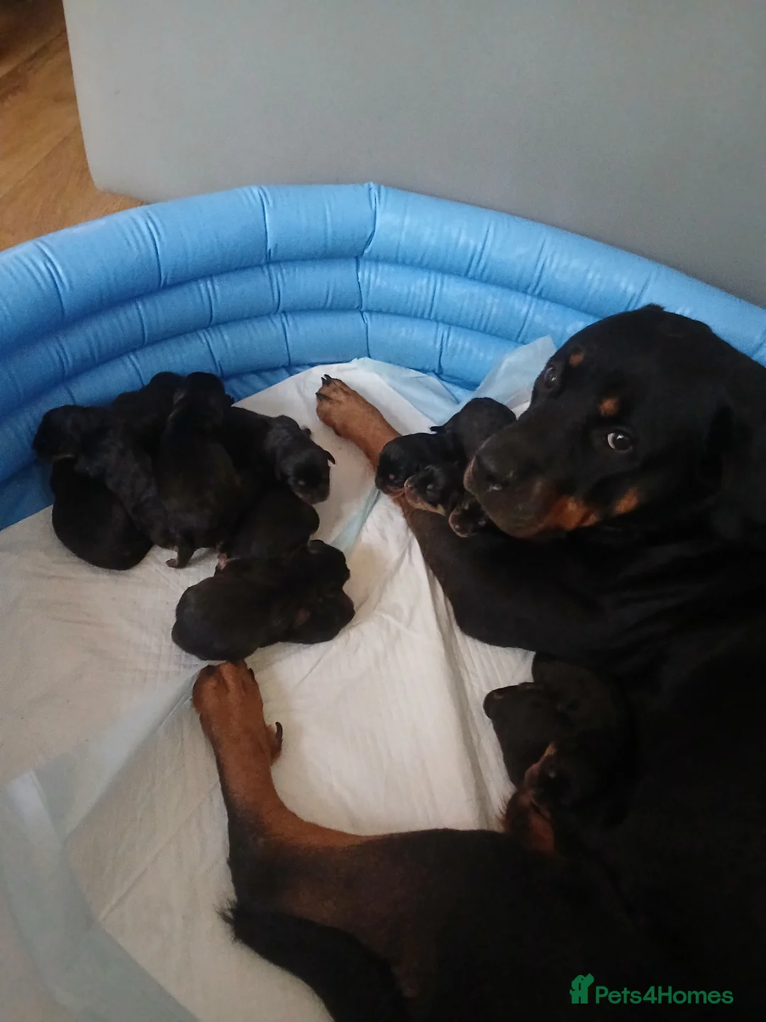 Rottweiler dogs for sale: Chunky Rottweiler puppies 🐶  - Advert 1