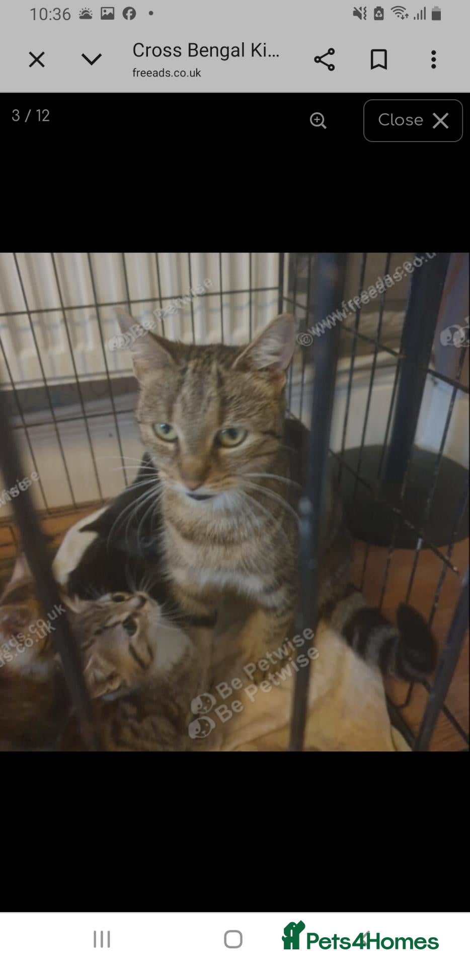 Mixed Breed cats for sale: 2 Cross Bengal kittens - Advert 3