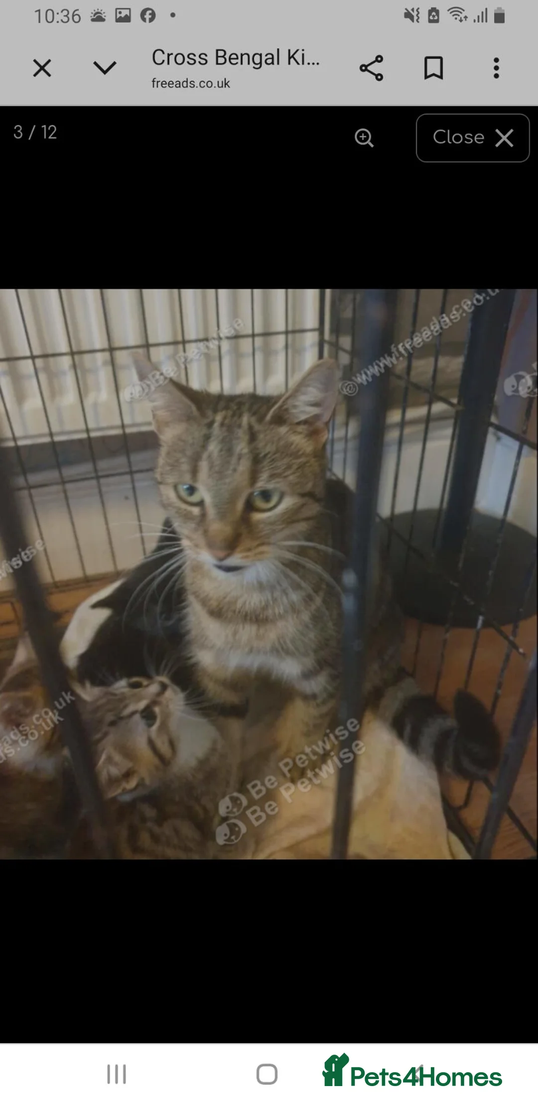Mixed Breed cats for sale: 2 Cross Bengal kittens - Advert 1