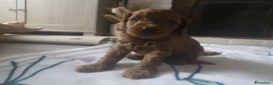  Cavapoo Puppy 3