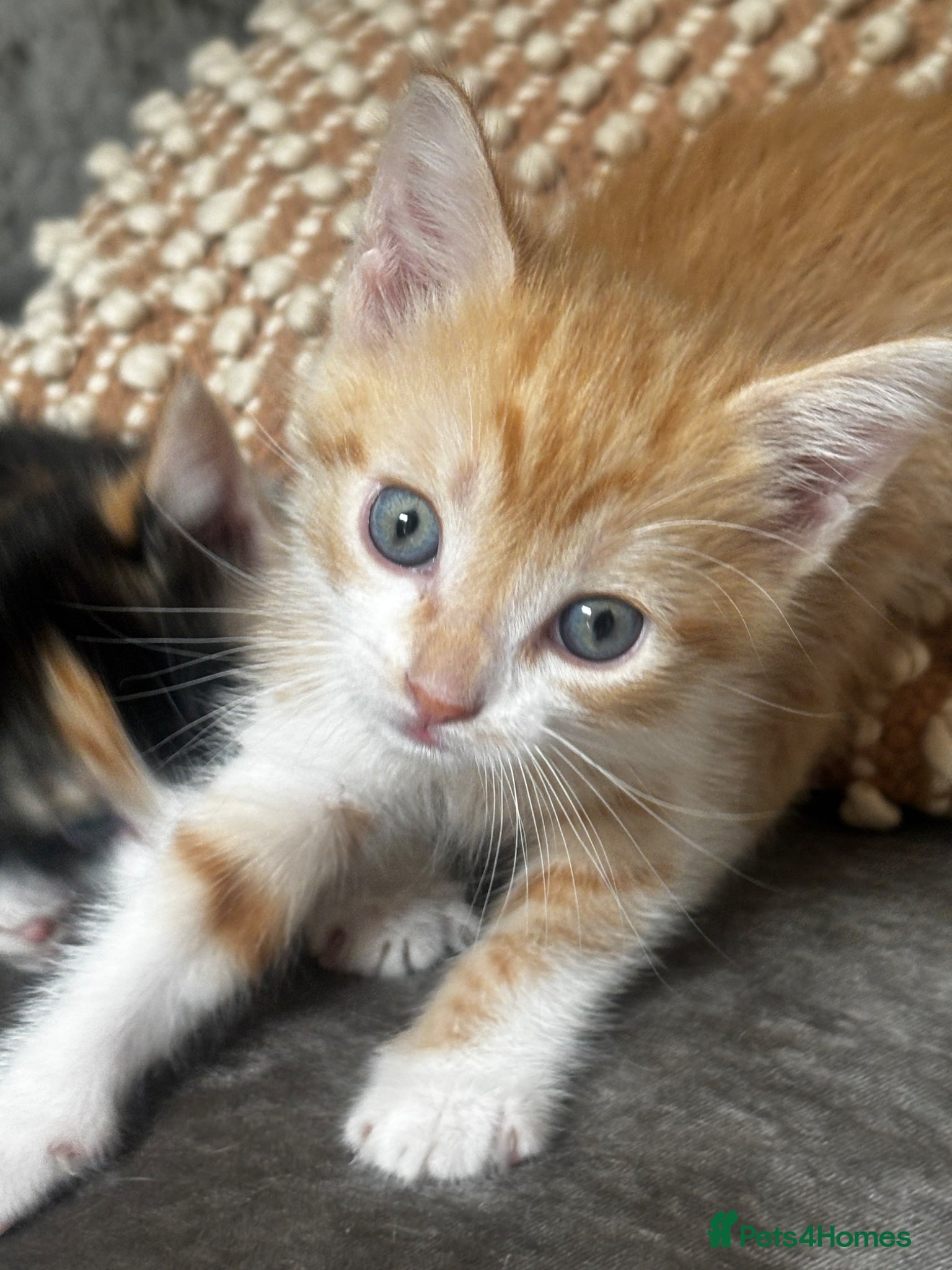 Domestic Shorthair cats for sale: Calico and Ginger kittens  - Advert 6