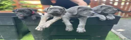 Cane Corso dogs for sale: Outstanding ICCF Cane Corso Pups, Family-Guardians - Advert 2