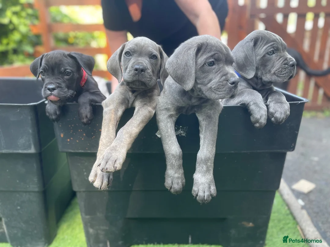 Cane Corso dogs for sale: Outstanding ICCF Cane Corso Pups, Family-Guardians - Advert 2