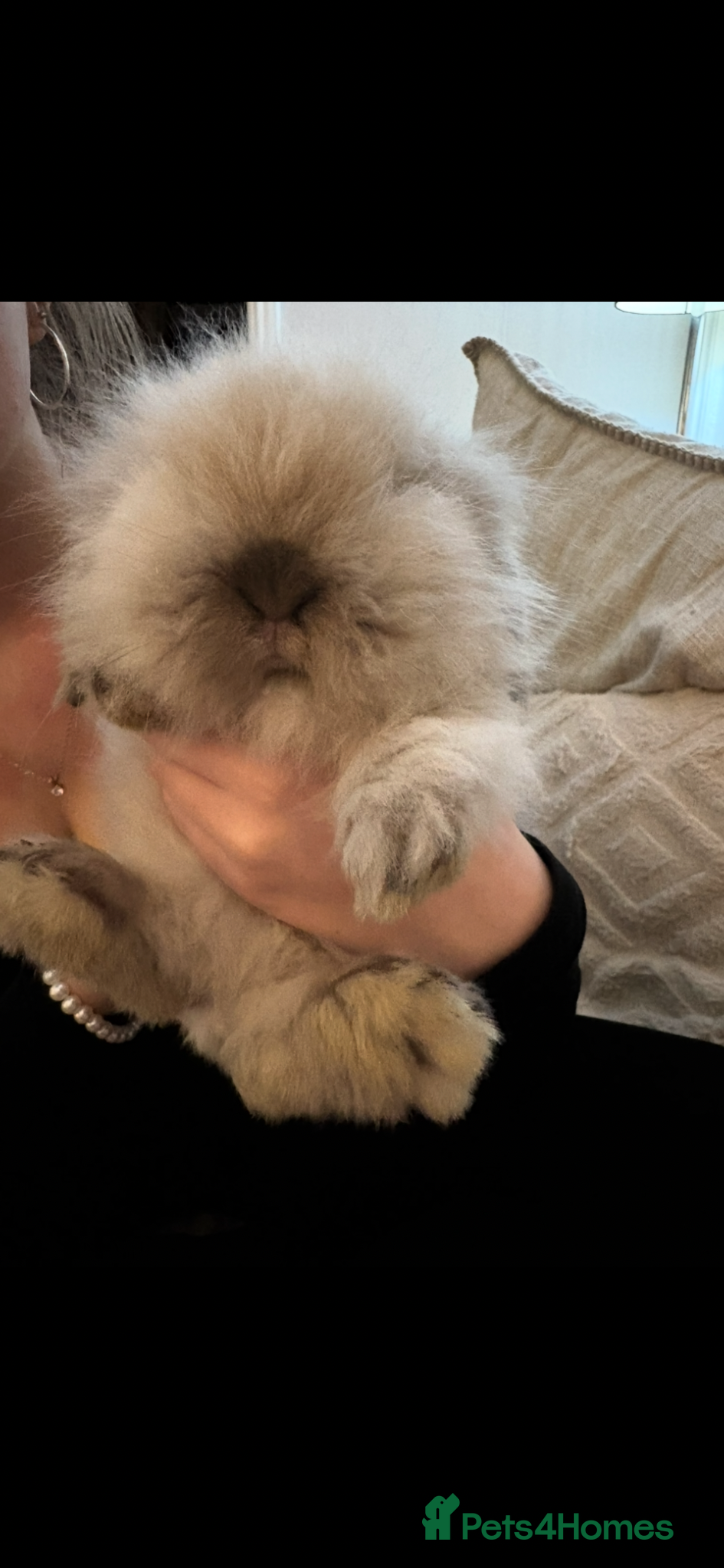 Mini Lion Lop rabbits for sale: Fluffy double mane mini lion lop bunny rabbits - Advert 1