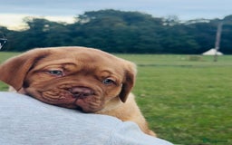 Dogue De Bordeaux dogs for sale: 🐾 Dogue de Bordeaux – Chunky True type- Ready 🐾 - Image 14