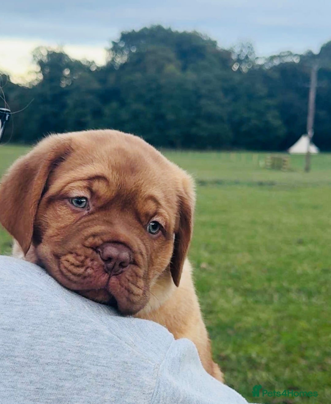 Dogue De Bordeaux dogs for sale: 🐾 Dogue de Bordeaux – Chunky True type- Ready 🐾 - Image 14
