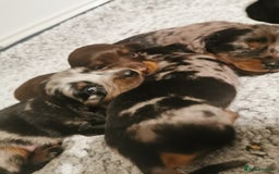 Miniature Dachshund dogs for sale: 5 beautiful miniature dachshund pups for sale - Image 1