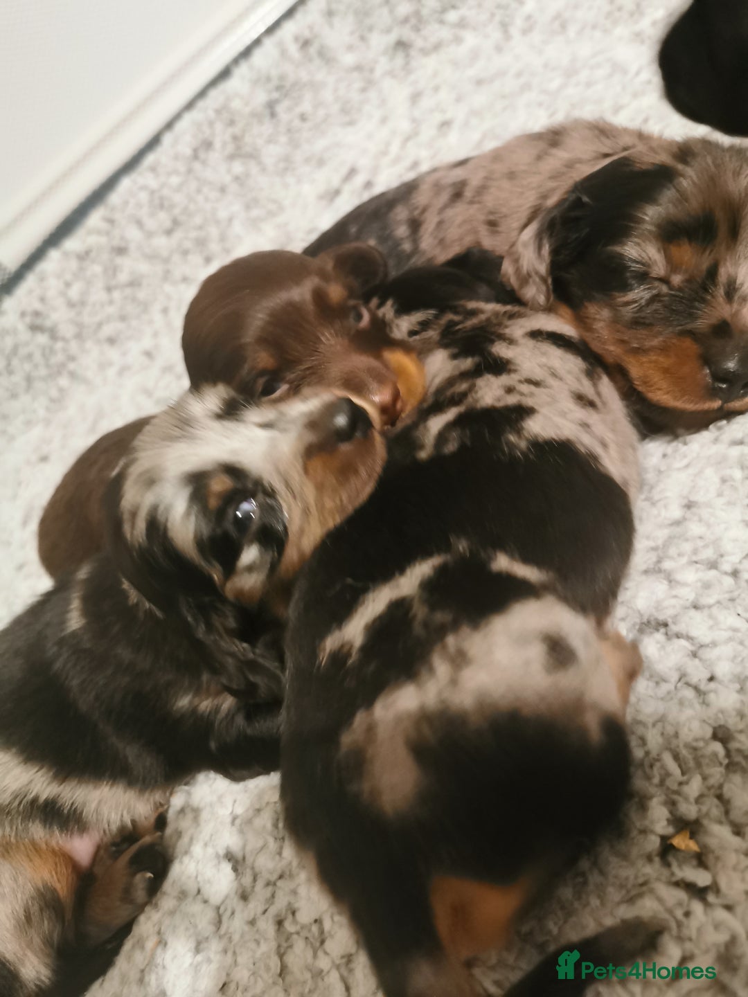 Miniature Dachshund dogs for sale: 5 beautiful miniature dachshund pups for sale - Image 1