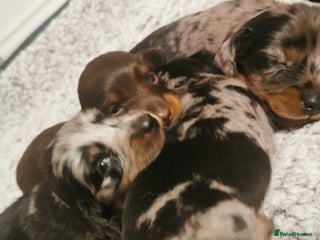 Miniature Dachshund dogs - Advert 2