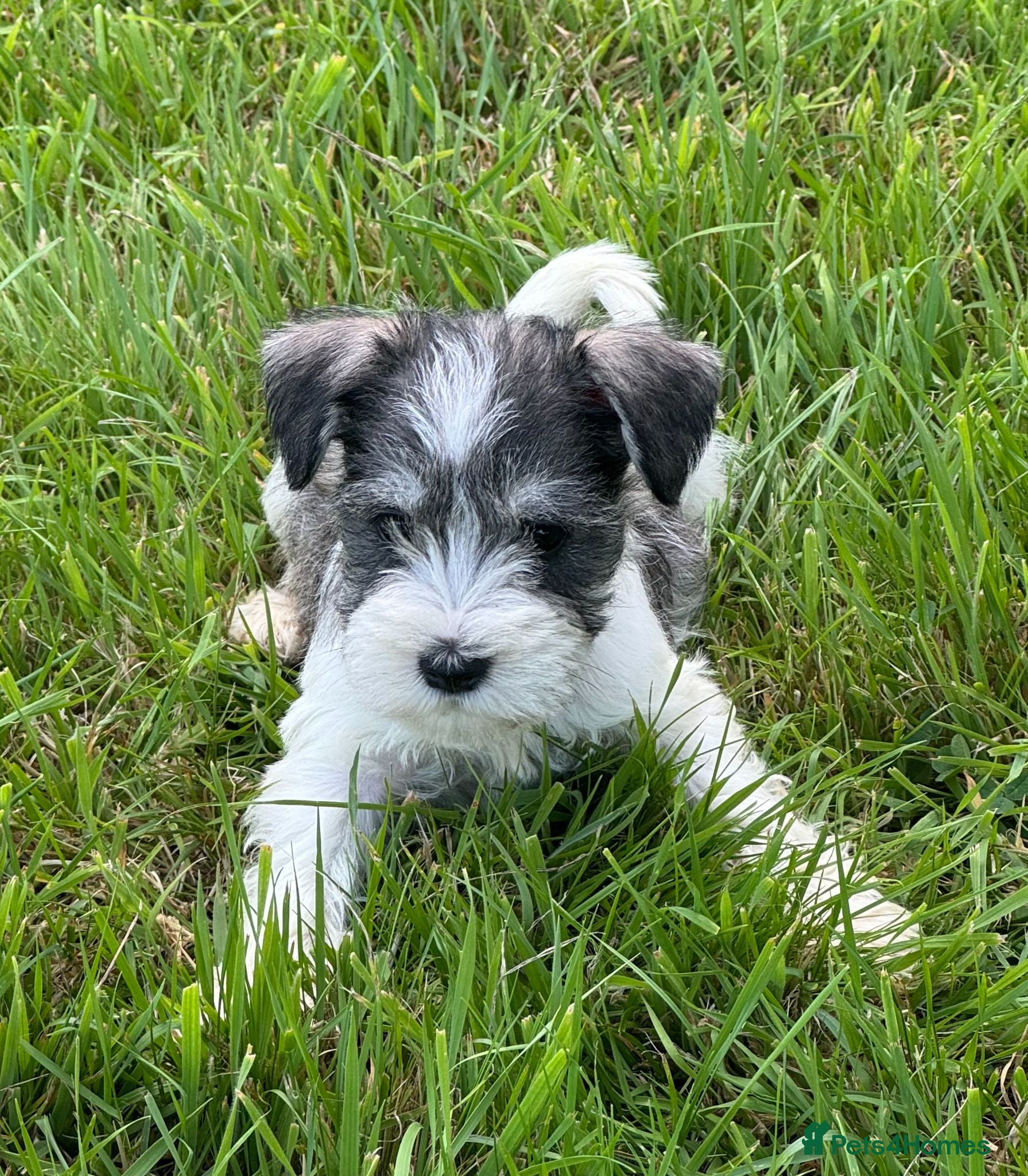 Miniature Schnauzer dogs Stunning, healthy BVA/MAC screened mini schnauzers - Advert 2
