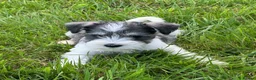 Miniature Schnauzer dogs for sale: Stunning, healthy BVA/MAC screened mini schnauzers - Advert 2