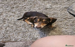 Dachshund dogs for sale: Miniature dachshund puppies  - Image 1