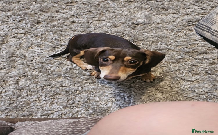 Dachshund dogs - Advert 11
