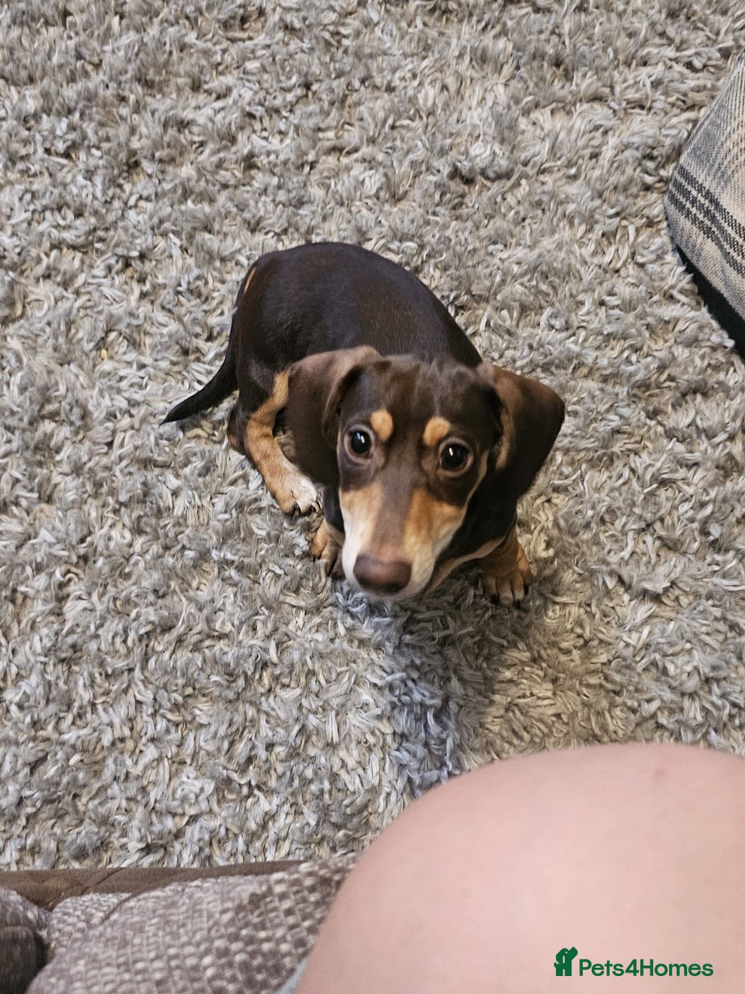 Dachshund dogs for sale: Miniature dachshund puppies  - Image 1