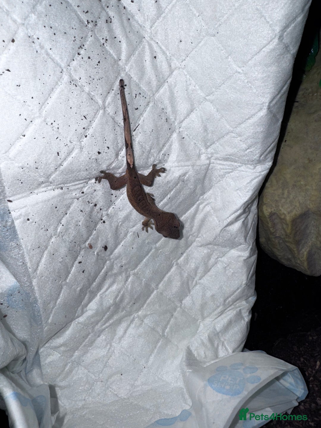 Gecko reptiles for sale: Lizards for rehome  - few to choose from  in Nottingham - Image 17