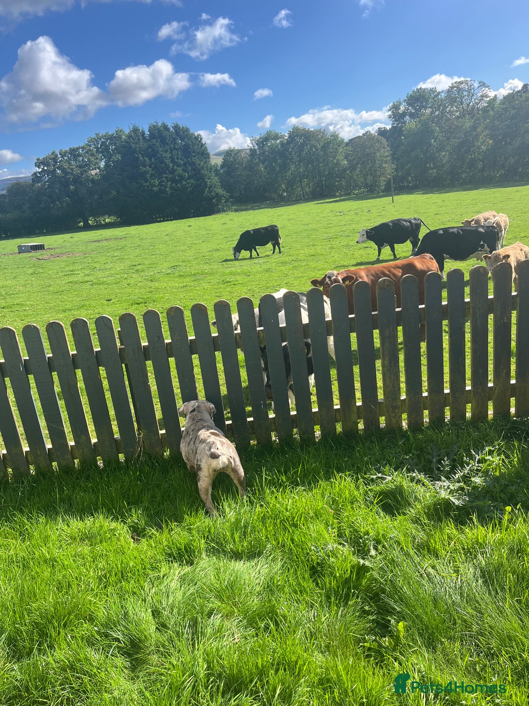 English Bulldog dogs for sale: 2 year old Lilac merle  - Advert 2