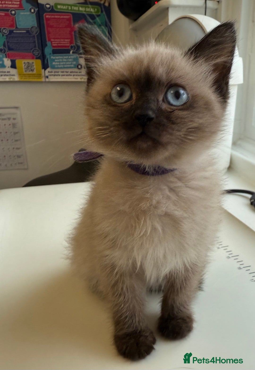 Ragdoll cats for sale: Gorgeous Championship Line Ragdoll kittens. - Advert 11