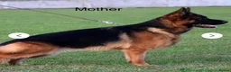 German Shepherd dogs for sale: LAST MALE GERMAN SHEPHERD LEFT  - Advert 5