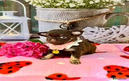 Chihuahua dogs for sale: 💜🤎 Exotic KC LC chihuahuas 🤎💜 - Image 6