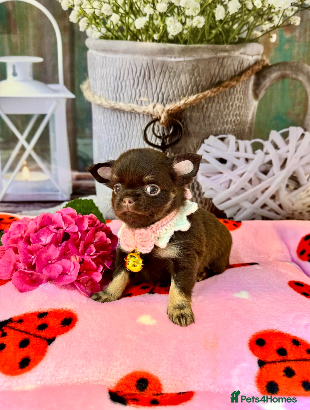 Chihuahua dogs for sale: 💜🤎 Exotic KC LC chihuahuas 🤎💜 - Image 6
