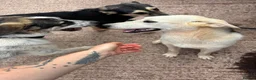Mixed Breed dogs for adoption: Meet Luna, currently residing in Cheshire  - Advert 2