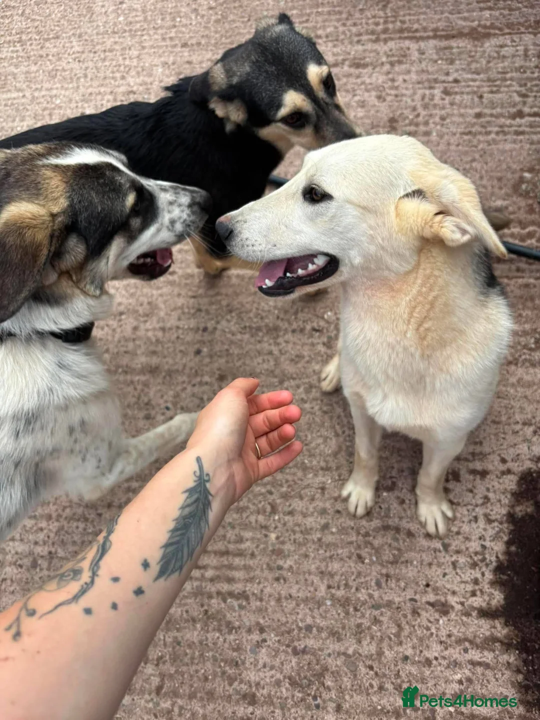 Mixed Breed dogs for adoption: Meet Luna, currently residing in Cheshire  - Advert 2