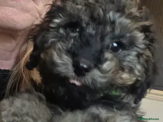 Doxiepoo dogs Beautiful toy poodle phantom rare colour 3/4 pups - Advert 8