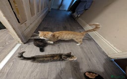 Manx cats for sale: Manx/Calico kittens for sale  - Image 12