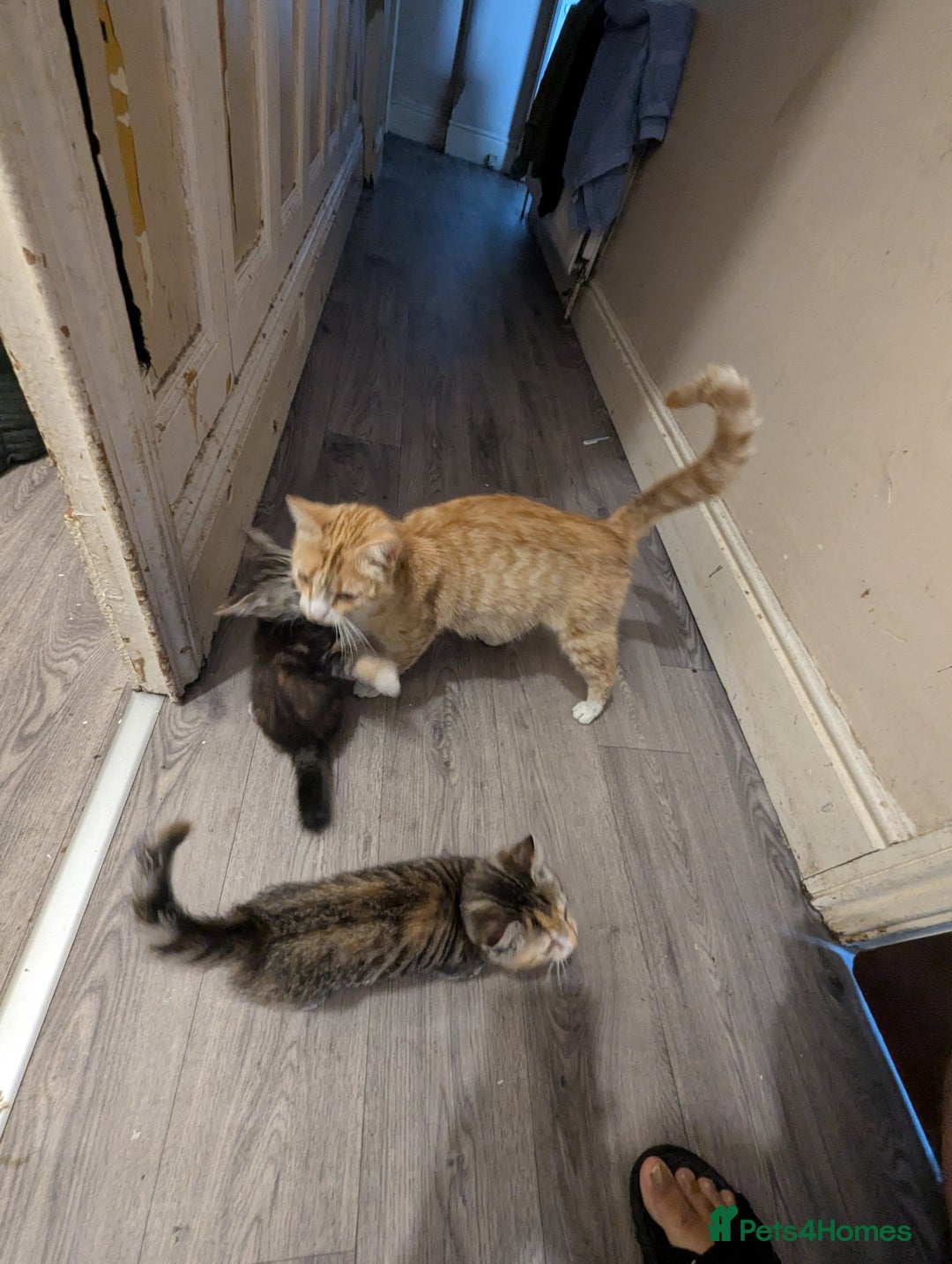 Manx cats for sale: Manx/Calico kittens for sale  - Image 12