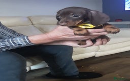 Miniature Dachshund dogs for sale: KC CHOCOLATE & TAN MINI DASCH - Image 2