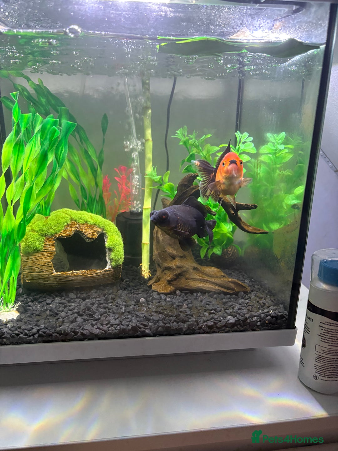 Goldfish fish for sale: Fancy Goldfish for new home 🐟🏡 - Image 2