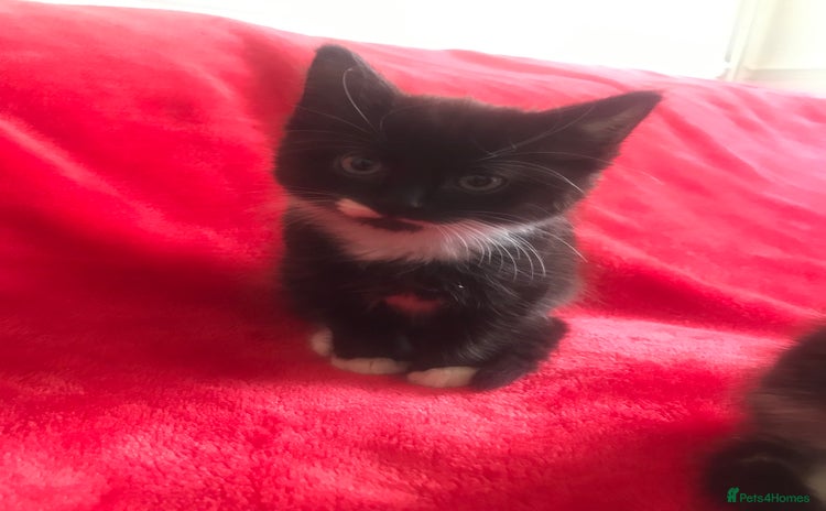 Mixed Breed cats for sale - Advert 1