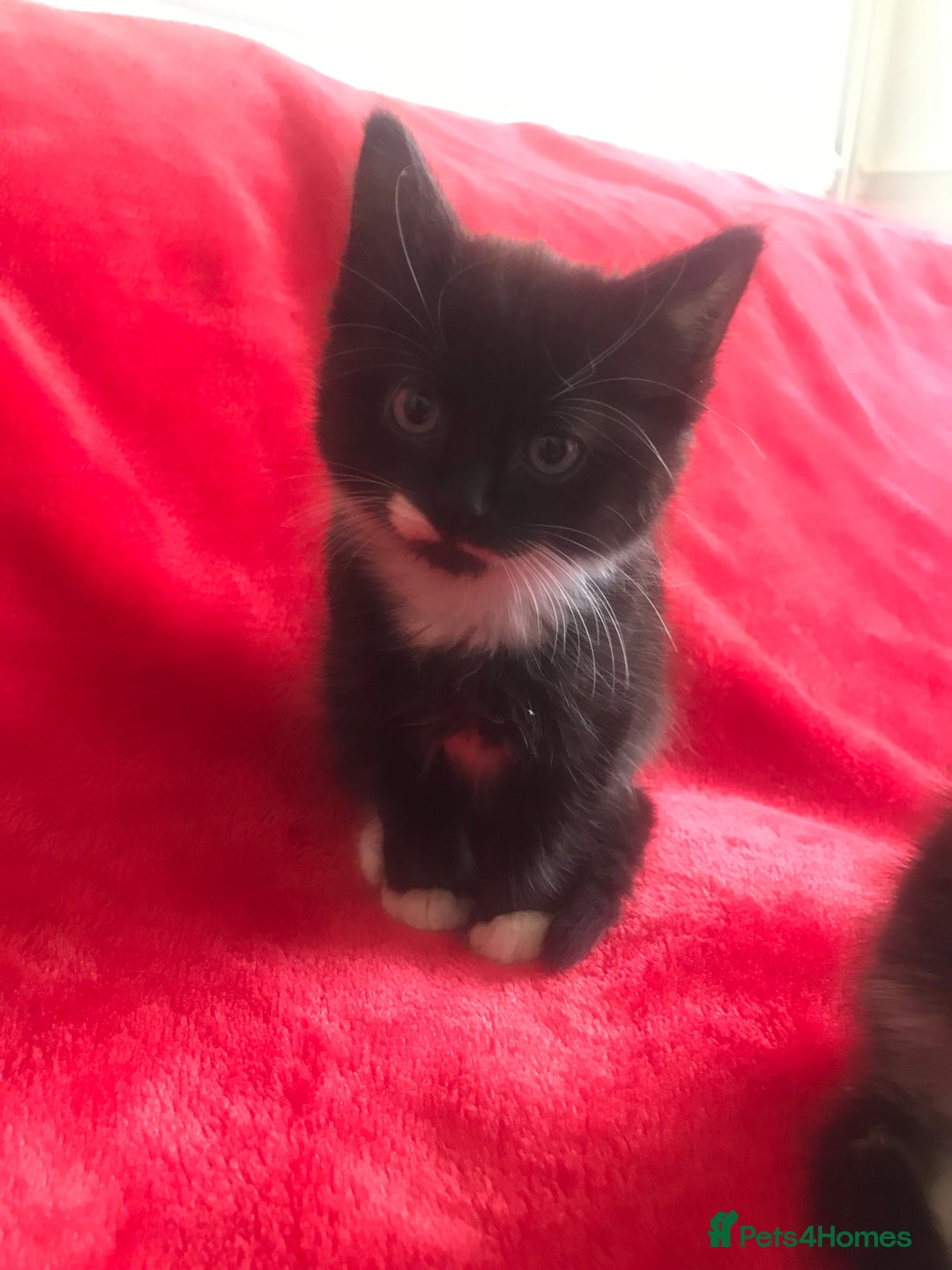 Mixed Breed cats for sale: Male kittens ready now  - Image 1