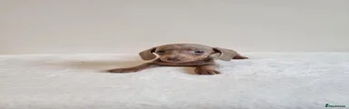Miniature Dachshund 6