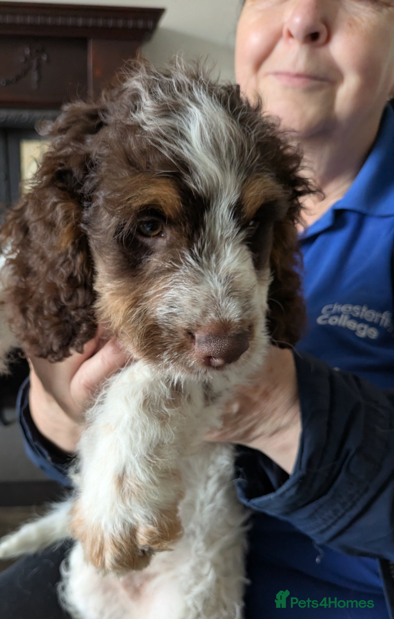 Cockapoo dogs 5 ⭐ DNA tested F1 cockapoos - Advert 2