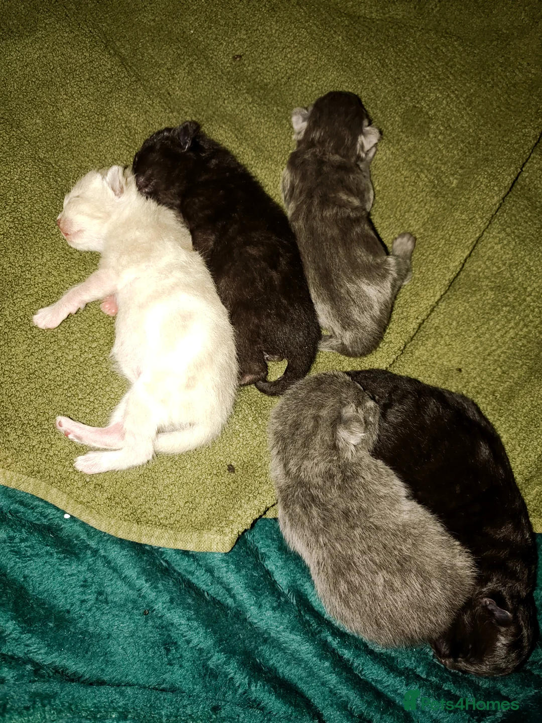 Mixed Breed cats for sale: Moggie Kittens  - Advert 7