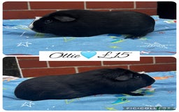 Guinea Pig rodents for sale: Guinea pig boars  - Image 27