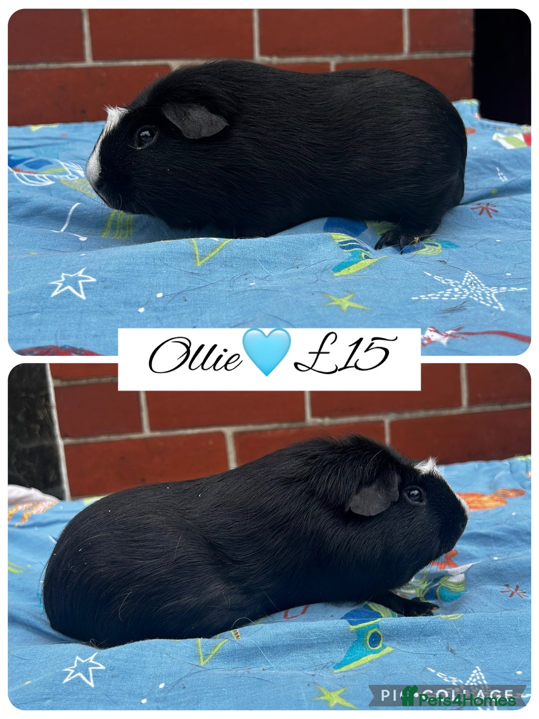 Guinea Pig rodents for sale: Guinea pig boars  - Image 27