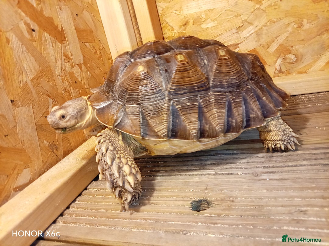 Tortoise reptiles for sale: Toby the tortoise - Image 3