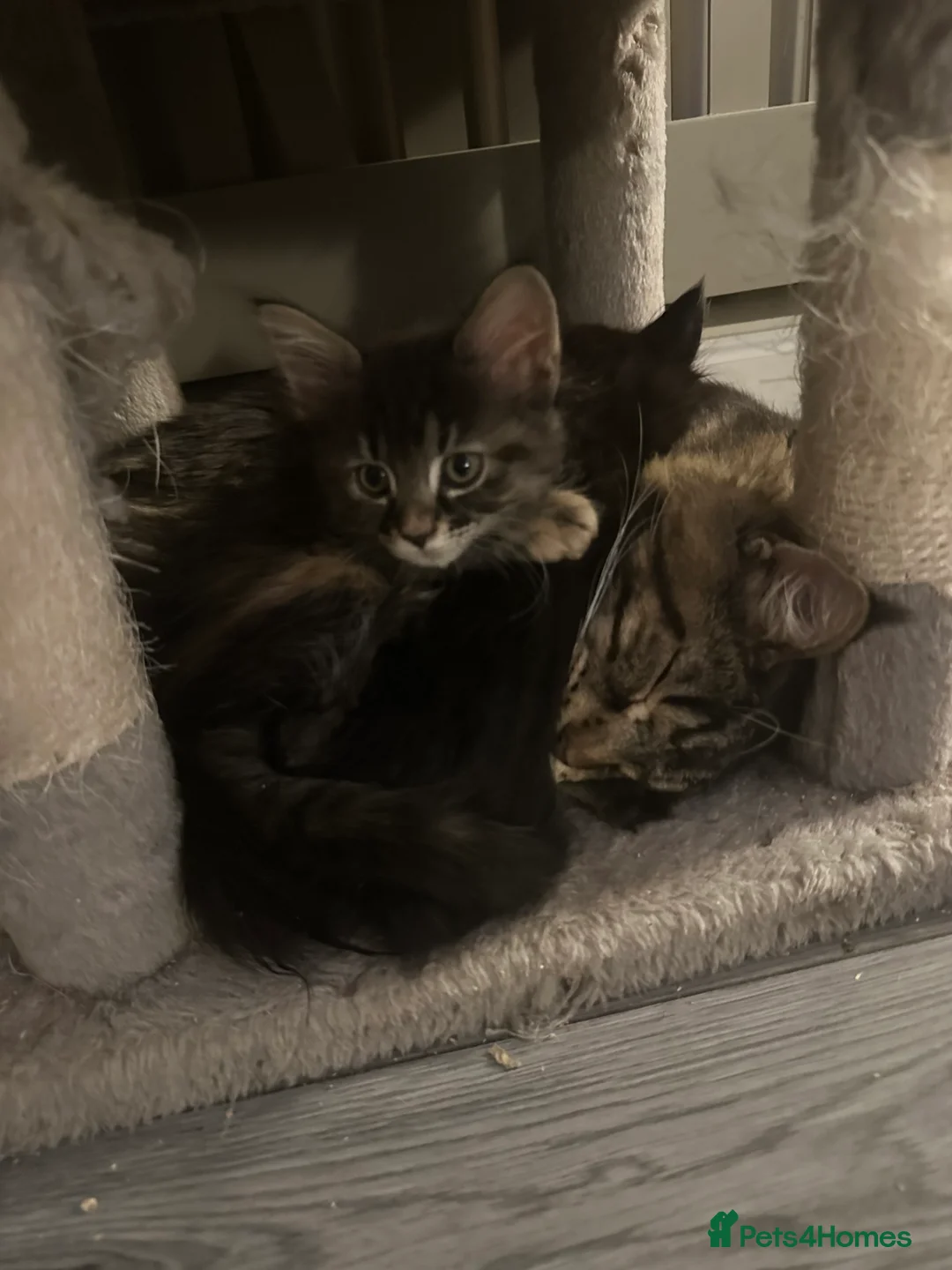 Maine Coon cats for sale: Maincoone kittens  - Advert 13