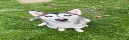 Siberian Husky dogs for sale: Shaska in need of new home  - Advert 1