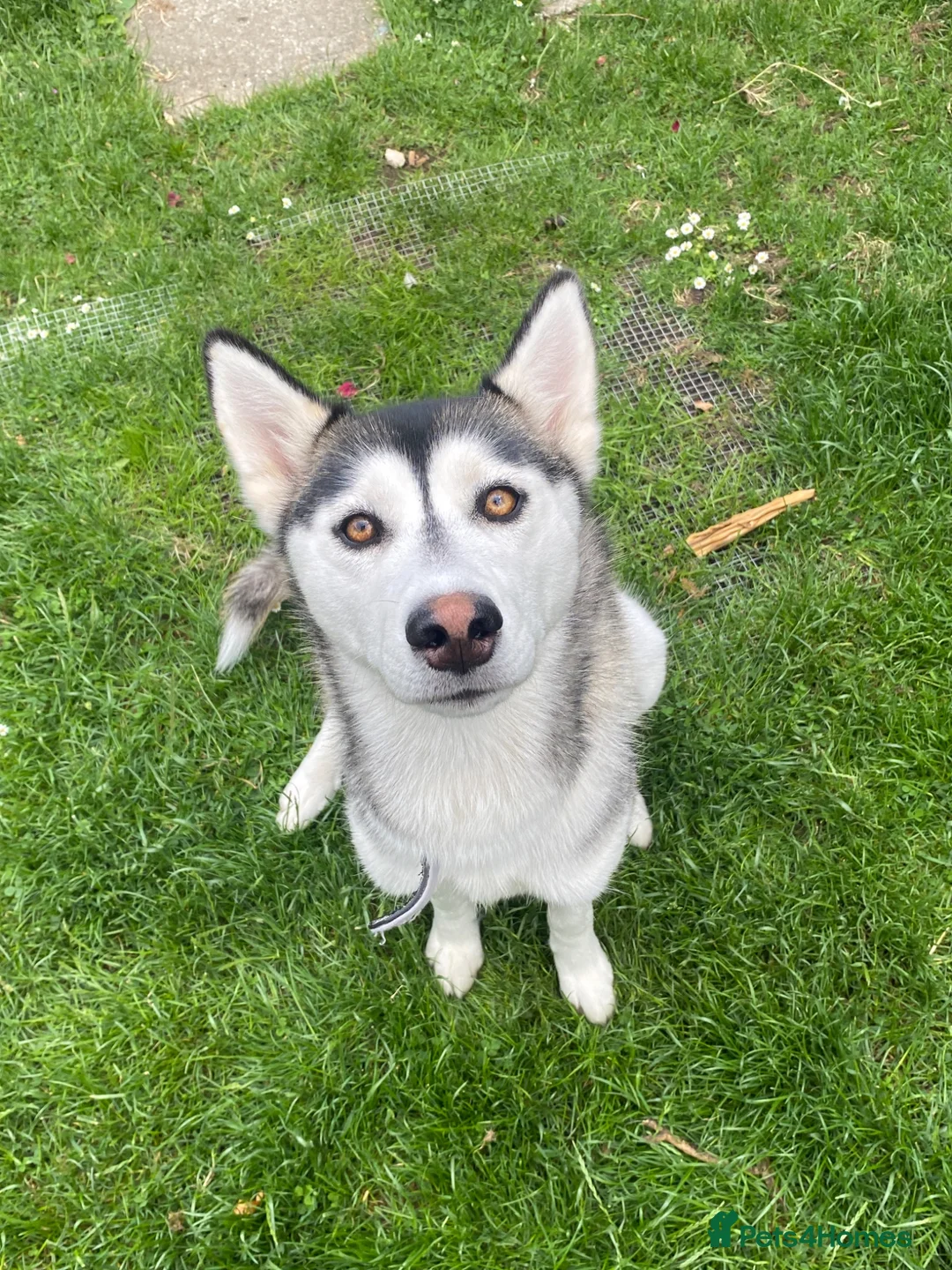 Siberian Husky dogs for sale: Shaska in need of new home  - Advert 1