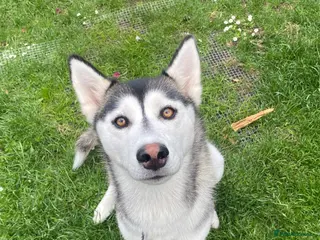 Siberian Husky dogs Shaska in need of new home - Advert 5