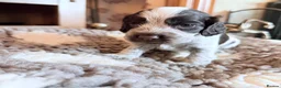 Cocker Spaniel dogs for sale: KC  Show cocker spaniel pups - Advert 23