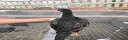 Mixed Breed poultry for sale: BrazillianXGerman O shamo - Advert 9